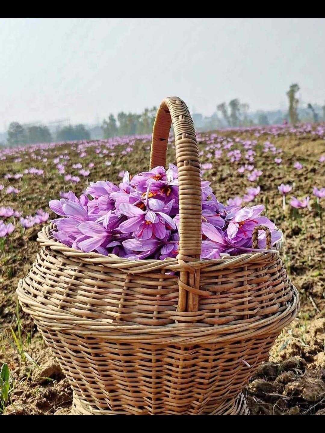 Kashmiri Rabani Saffron (Premium Grade) – 1g - Image 5